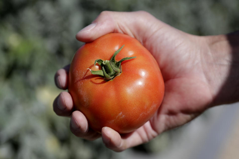 FILE - In this March 28, 2020, file photo, DiMare farm manager Jim Husk holds a ripe tomato, in Homestead, Fla. Tomatoes and turnips are among the winners for US seed company sales. In the year of the new coronavirus and new gardeners in droves trying to grow their own vegetables, tomatoes are still king. And in a twist, the respect-seeking turnip actually turned some heads. (AP Photo/Lynne Sladky, File)