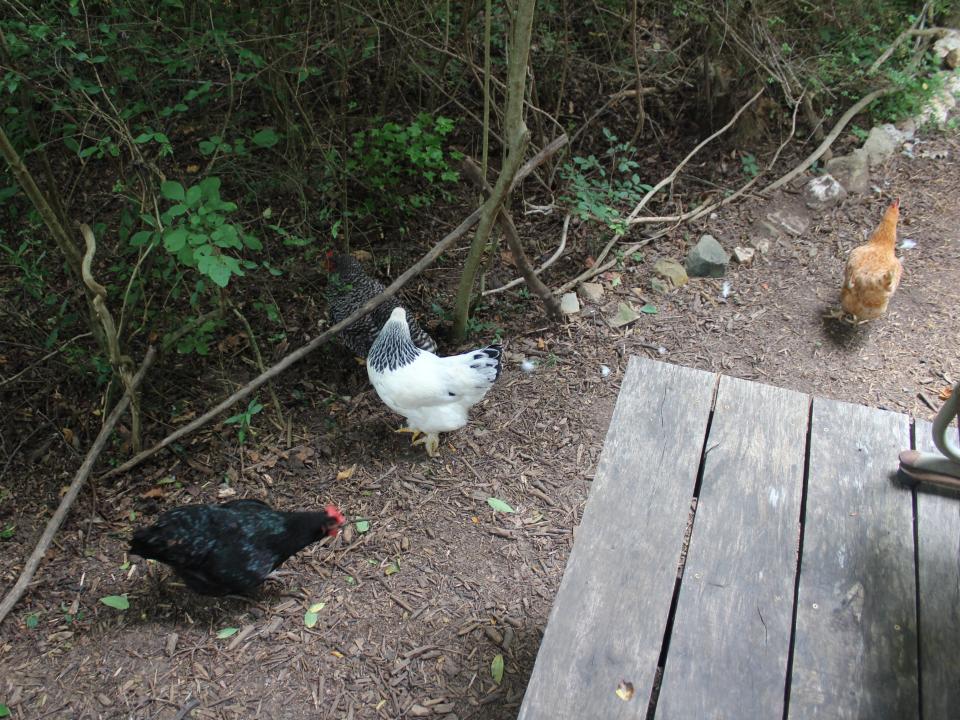 chickens walking around a rural property