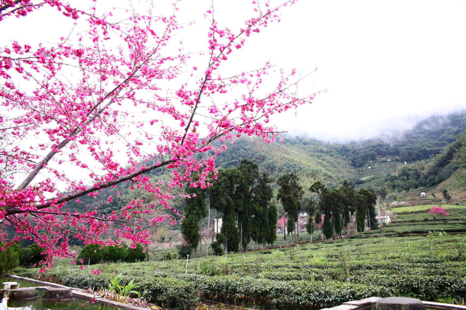 草坪頭觀光休閒農園