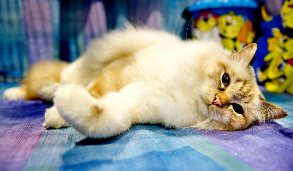 <p>Alfie Boe participates in the GCCF Supreme Cat Show at National Exhibition Centre on October 28, 2017 in Birmingham, England. (Photo: Shirlaine Forrest/WireImage) </p>