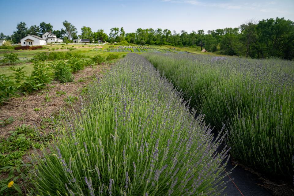 Lavender grows at PepperHarrow in Winterset earlier this year. The farm has been rebuilt after a tornado tore through last year.