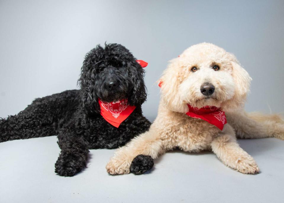 <p>Getty Images/meaghanbrowning</p> Labradoodles are a popular doodle breed.