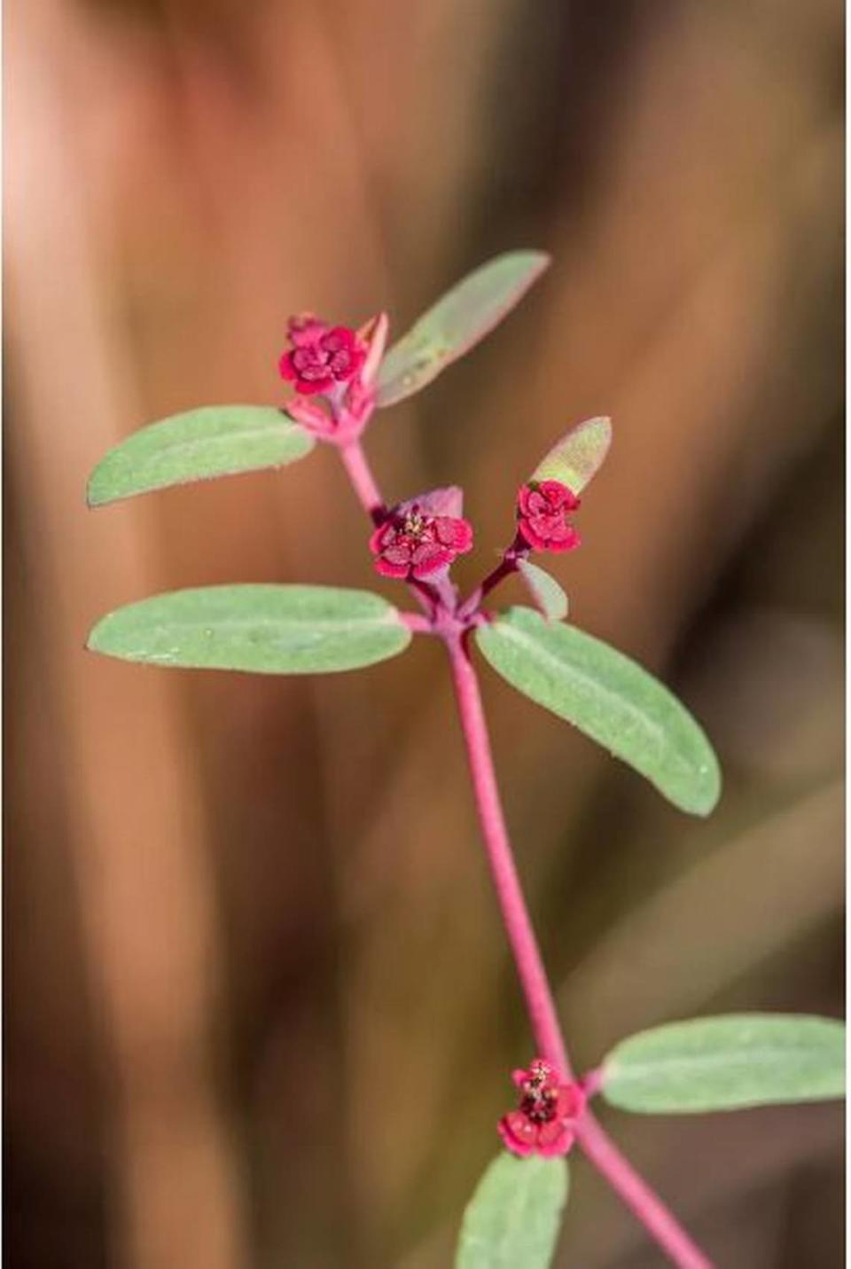 Euphorbia hammeri