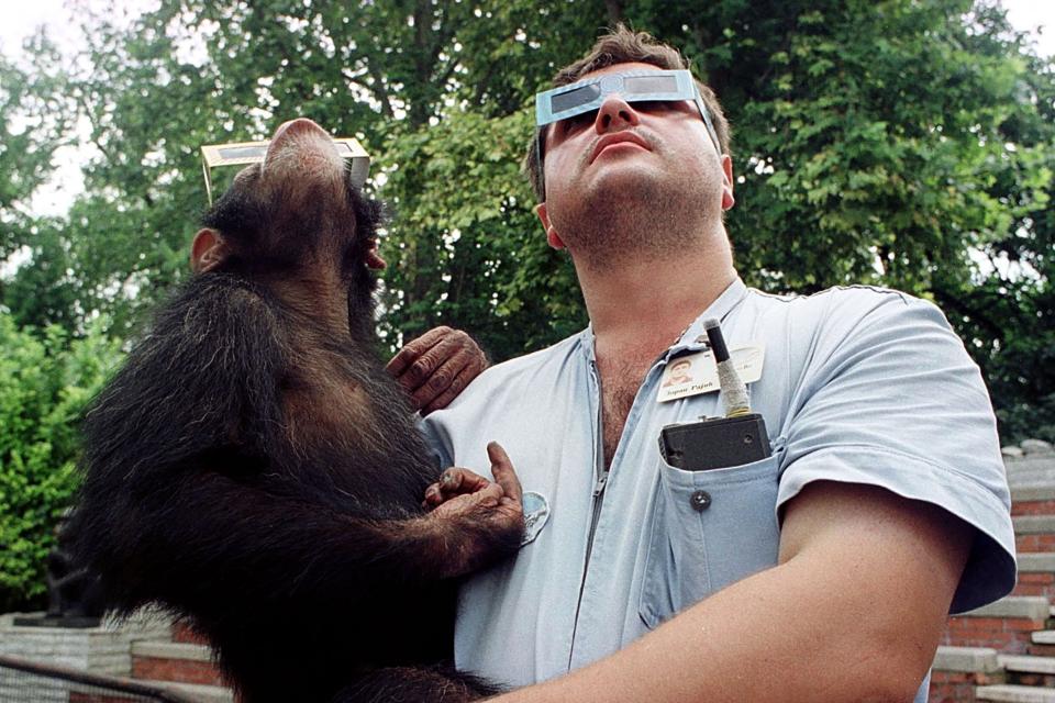 A Belgrade zookeeper holds a young chimpanzee Olgica wearing solar viewing glasses while they look up into the sky to watch the solar eclipse as it passes over the Yugoslav capital.