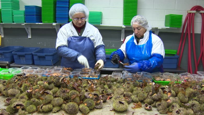 Sea urchin harvester wants to sell to mainland buyers