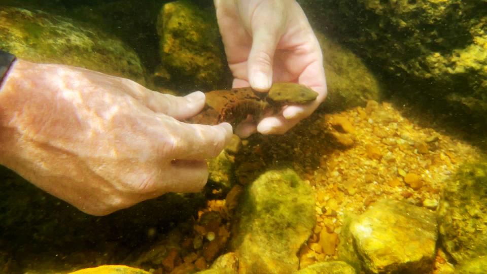 Conservationists removed hellbenders from the wild, bred them and collected eggs before releasing them when they were large enough.