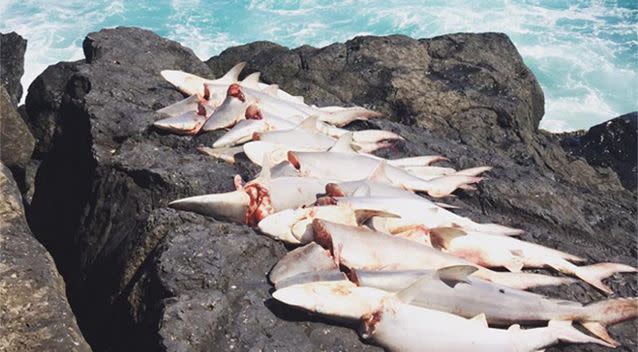 The sharks were found on a rock wall. Source: Facebook / Lae Lae