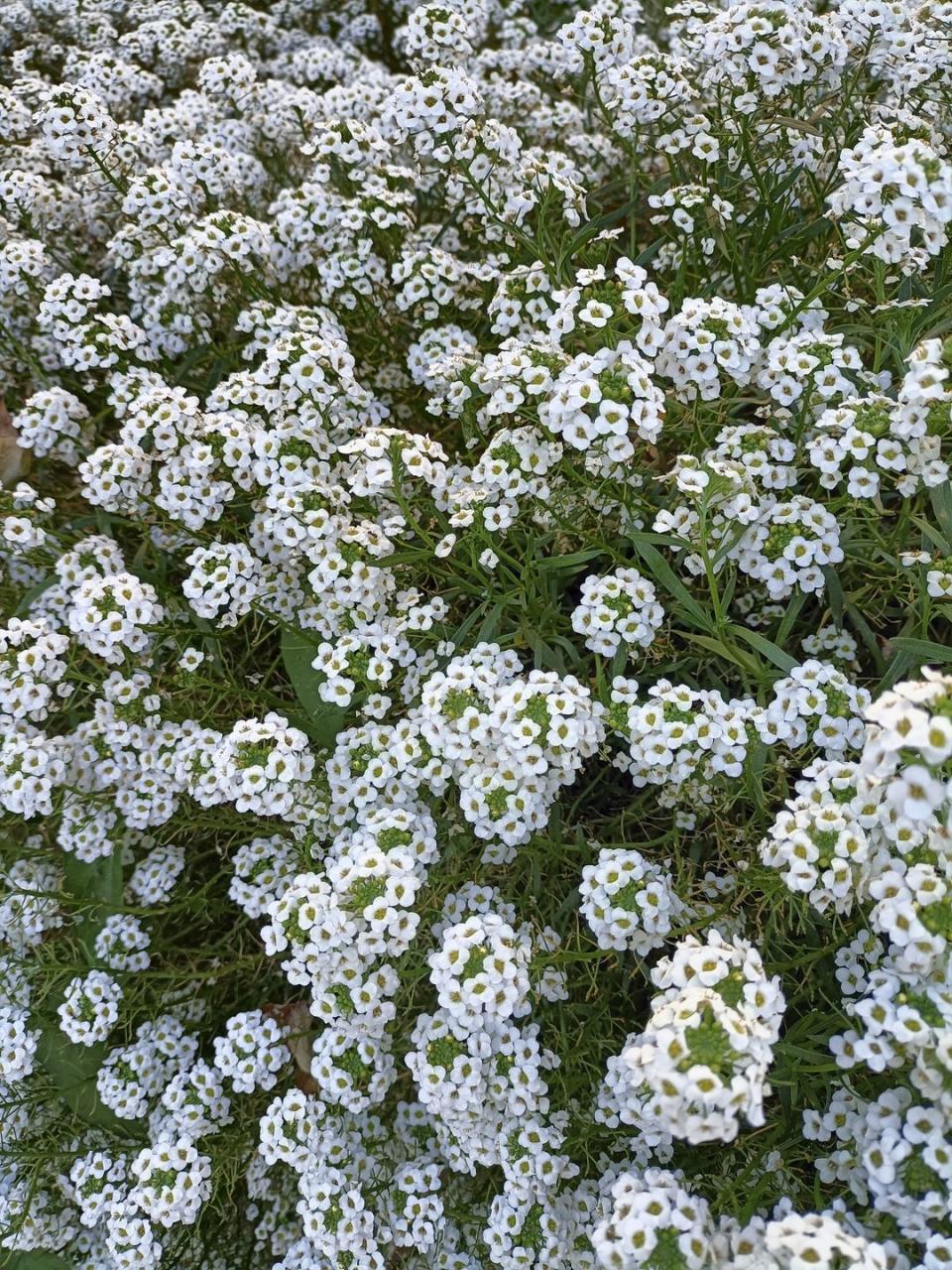 shade flowers sweet alyssum