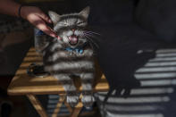 Olivia pets Marshall as he sits on a TV tray table at home in Columbus, Ohio, Tuesday, Oct. 24, 2023. Joe Smith did not picture raising his granddaughter Olivia, but when his daughter's substance use disorder meant she couldn't care for her child, that's where he and his late wife found themselves nineteen years ago. (AP Photo/Carolyn Kaster)