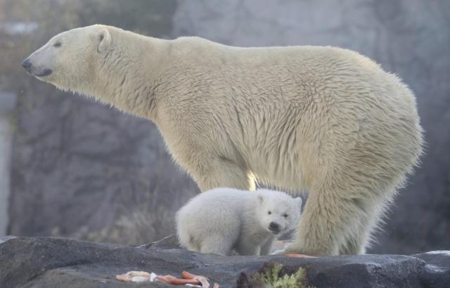 polar bear food web