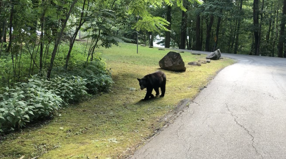 A female bear can be seen wandering on Boys Camp Rd in Lake Lure.