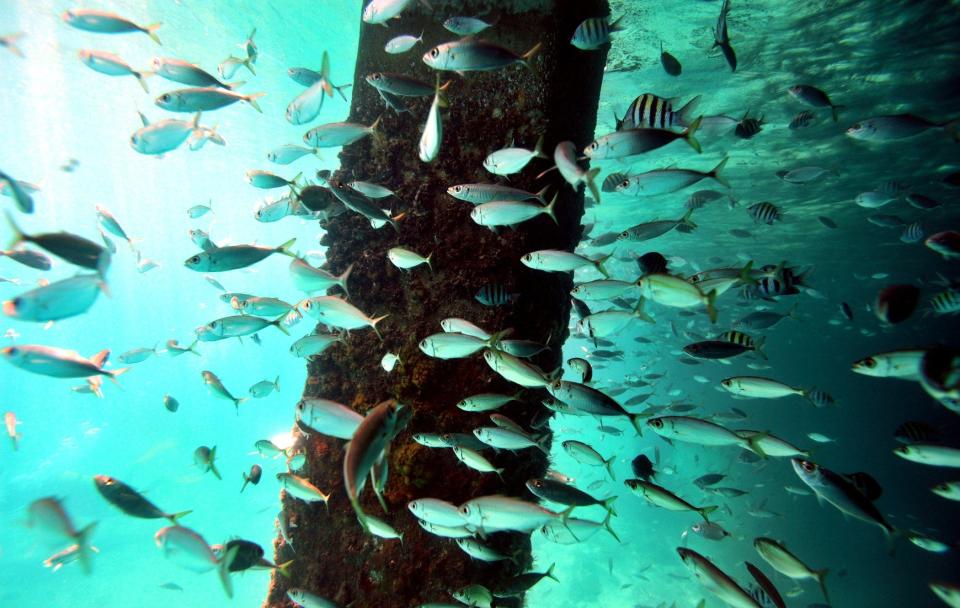 Fish gather recently under the Blue Heron bridge.