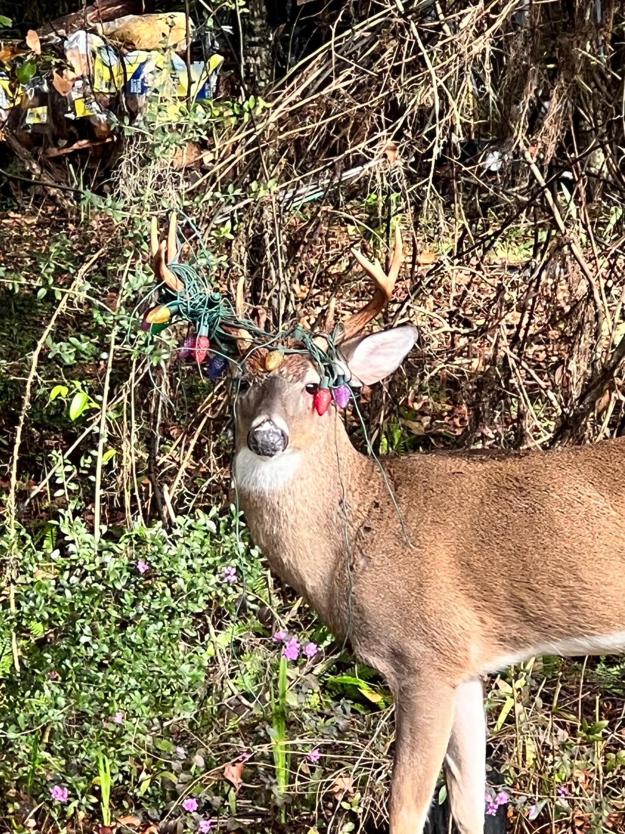 A deer gets entangled in a strand of Christmas lights in the Summerbrooke neighborhood.