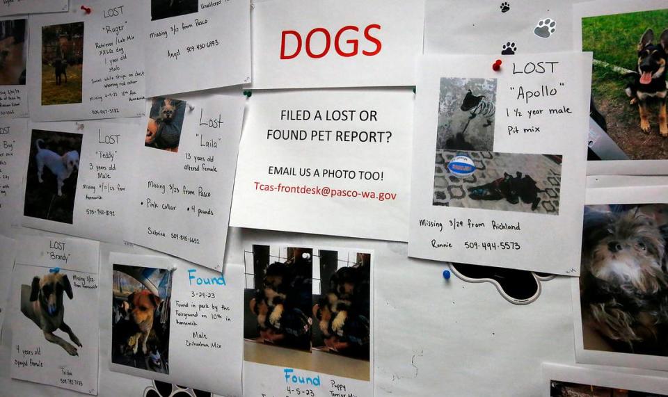 A bulletin board inside the Tri-Cities Animal Shelter and Control Services is covered with fliers for lost and found dogs.