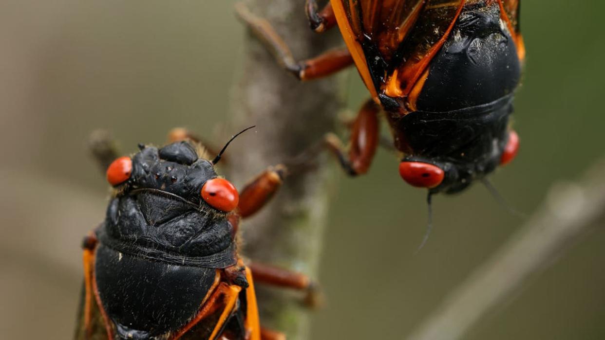 When do cicadas come out in 2024? What to know ahead of the bug's