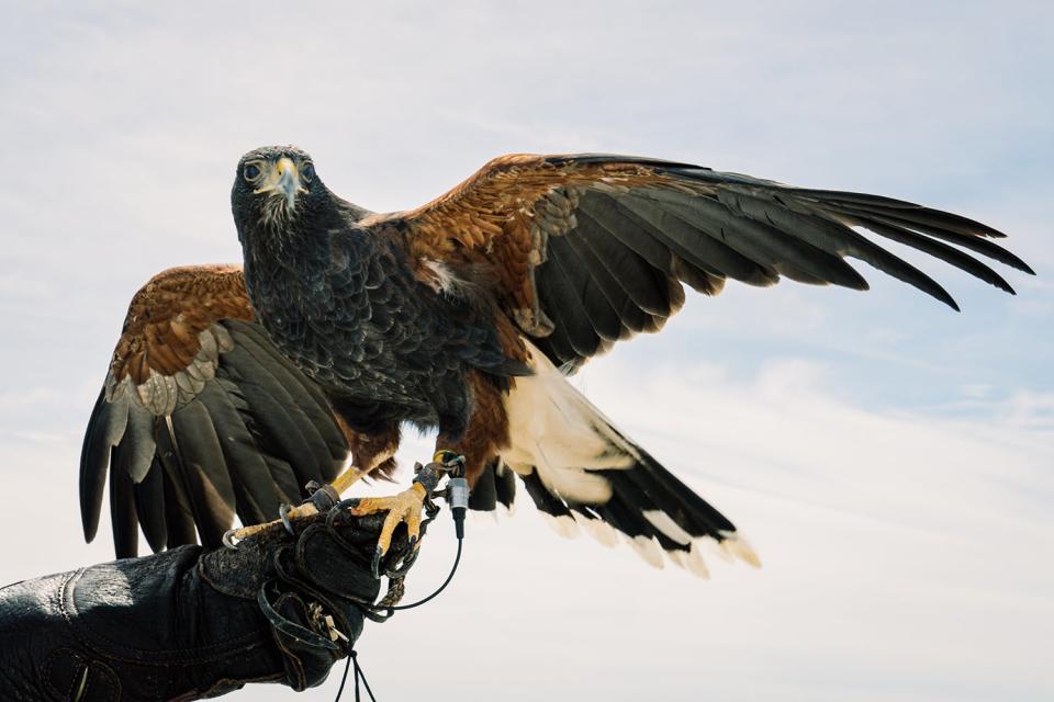 close-up of Harris's hawk on gloved hand