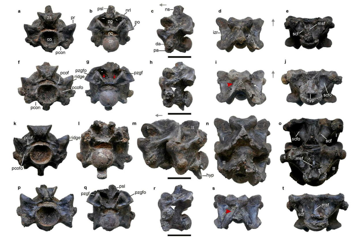 Des experts de l'Institut indien de technologie de Roorkee ont découvert 27 vertèbres fossilisées provenant d'un gigantesque serpent.  - Credit:/AP/SIPA / SIPA / /AP/SIPA