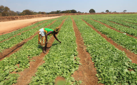 Tobacco is one of Zimbabwe's top export earners - Credit:  TSVANGIRAYI MUKWAZHI