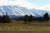 Sheep on a property on the outskirts of Wanaka, New Zealand.