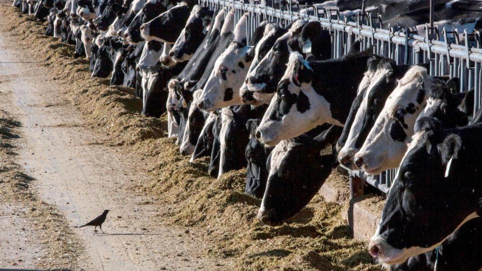 PHOTO: Dairy cattle feed at a farm, March 31, 2017, near Vado, N.M. The Department of Agriculture said, March 25, 2024, that milk from dairy cows in Texas and Kansas has tested positive for bird flu.  (Rodrigo Abd/AP, FILE)