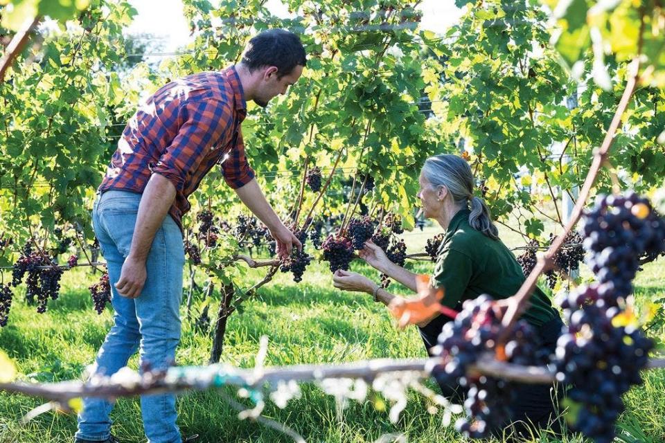 Greenvale Vineyards owners Bill Wilson and Nancy Parker Wilson examine some grapes in 2020.