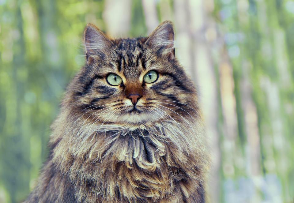 green eyed siberian cat with long hair in a variety of colors sitting in the pine forest