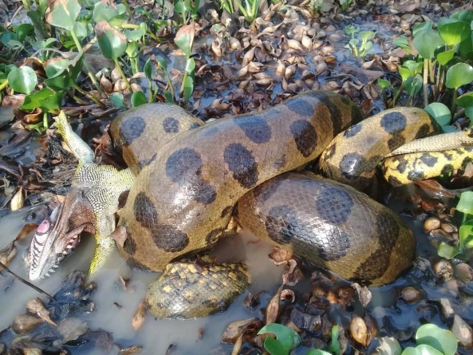 A northern green anaconda coils around its prey.