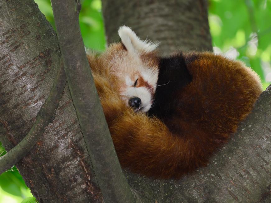 Red Panda