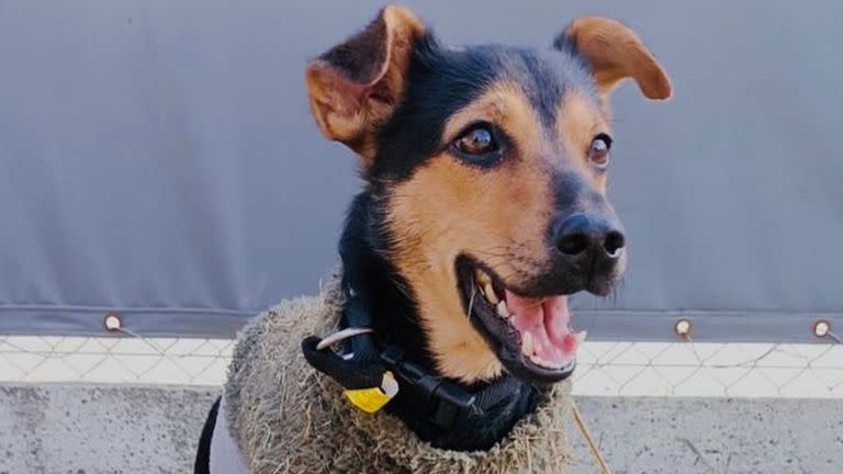 "Coco" será puesto en libertad a las 10.30 de este jueves tras permanecer retenido y en cuarentena dentro de las inmediaciones del aeropuerto de Ezeiza. El animal fue demorado por no tener la última dosis de la vacuna contra la rabia