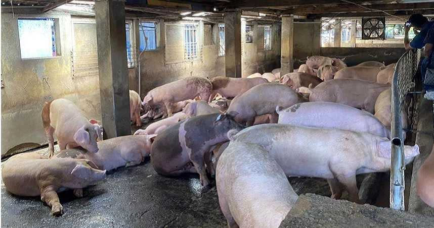 馬來西亞沙巴州發生非洲豬瘟疫情，即日起馬來西亞入境旅客違規攜帶豬肉產品遭查獲，第1次違規將裁罰20萬元，第2次就開罰100萬元。（圖／報系資料照）