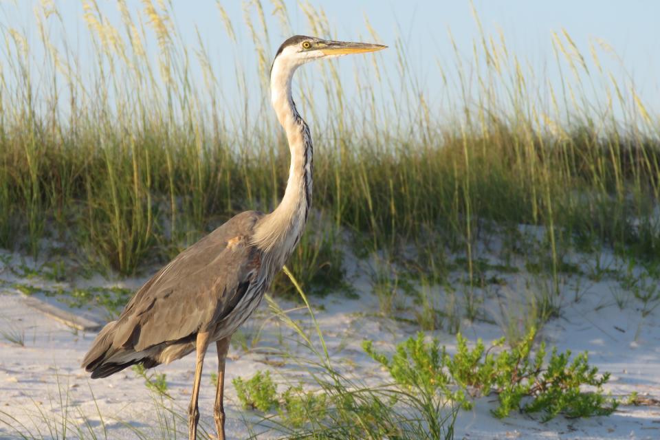 Bon Secour National Wildlife Refuge