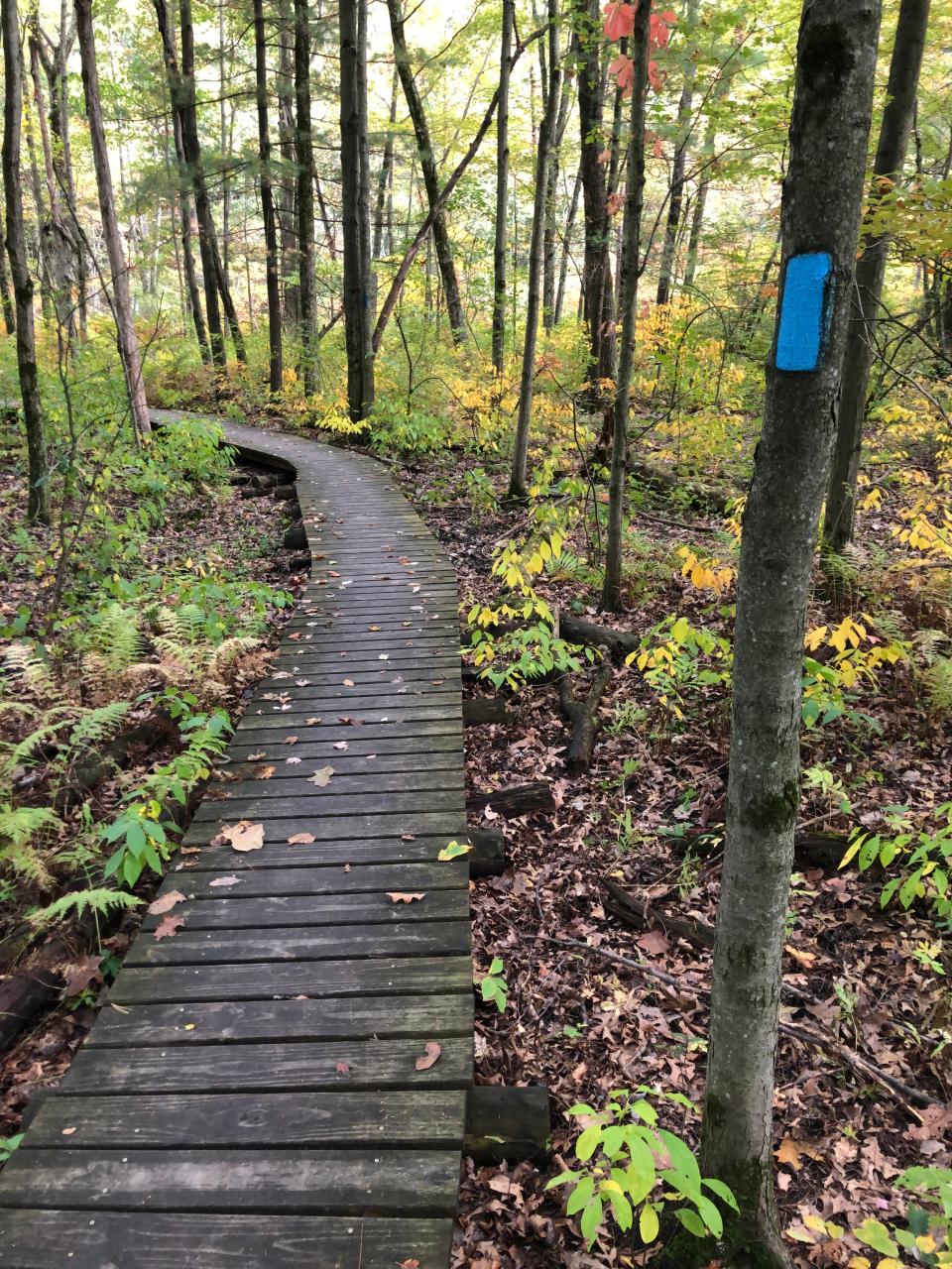 Marked with blue blazes on trees, the North Country National Scenic Trail passes through Yankee Springs Recreation Area in Michigan.