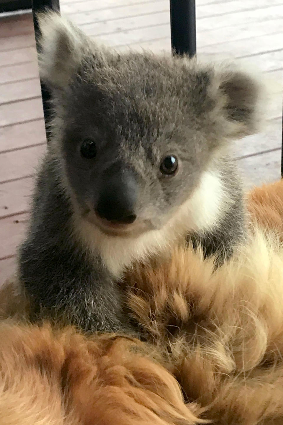 Mum-of-three Kerry McKinnon who lives in Strathdownie, Victoria woke up to find a baby koala nestled in the fur of her Golden Retriever Asha. Source: Caters