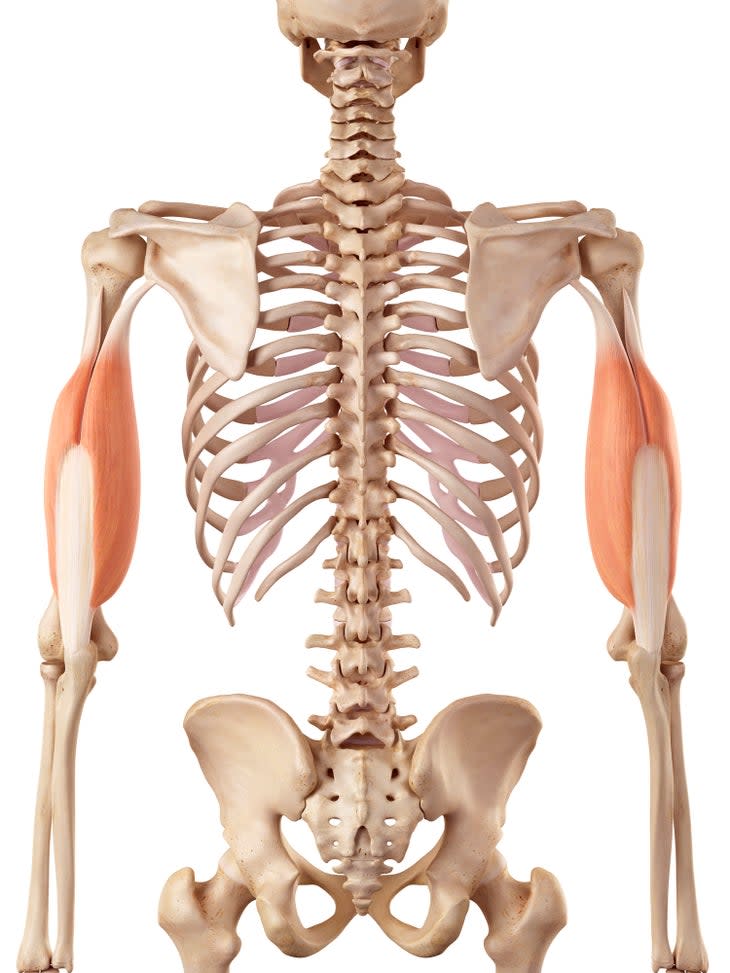 Anatomical illustration of the tricep muscles on a skeleton