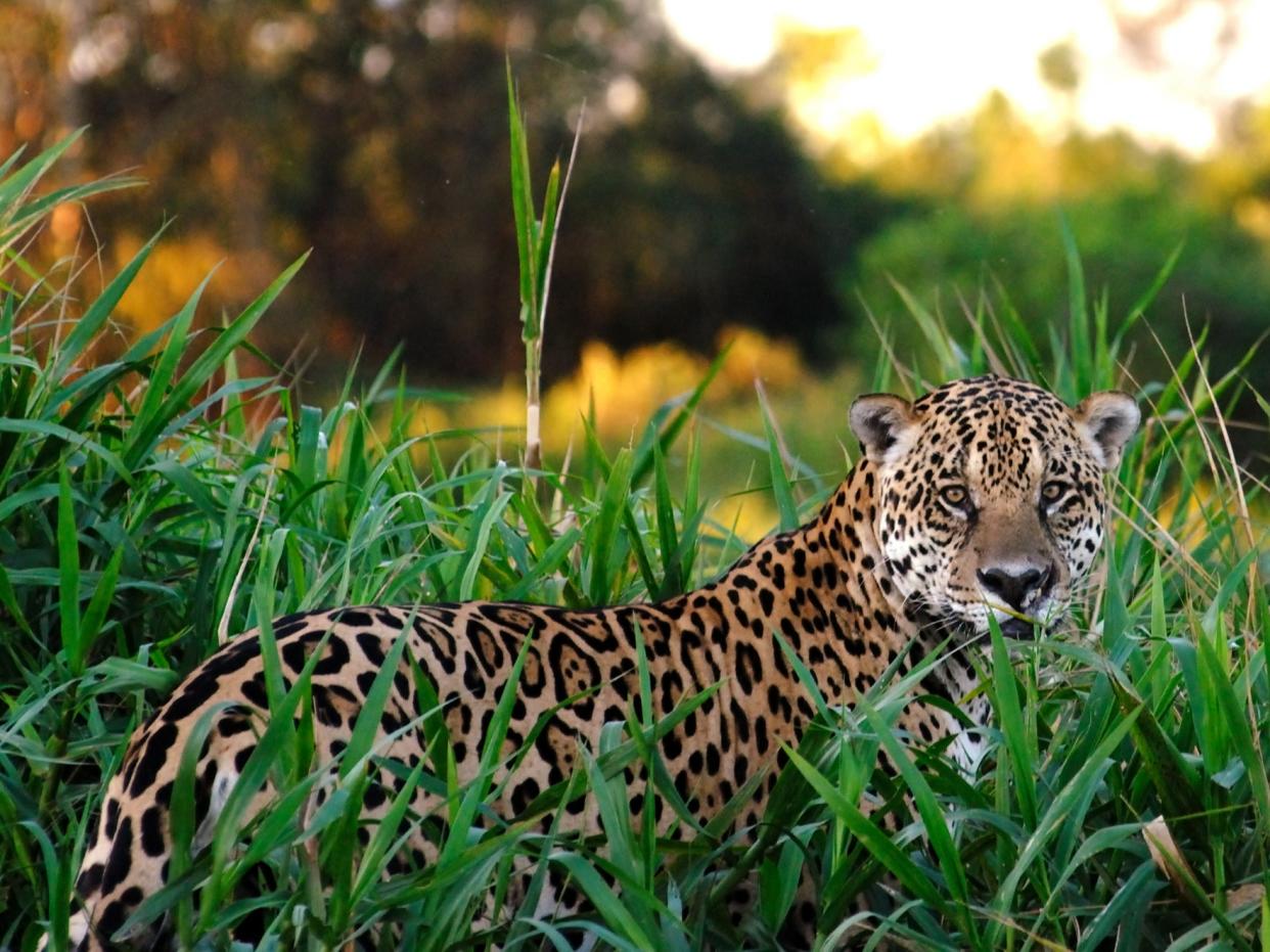 A 2018 study concluded the US only had enough land available for six jaguars to live in the wild (Getty)