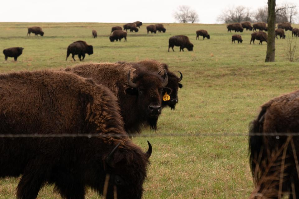 A herd of bison roam on property in northern Shawnee County Tuesday morning.