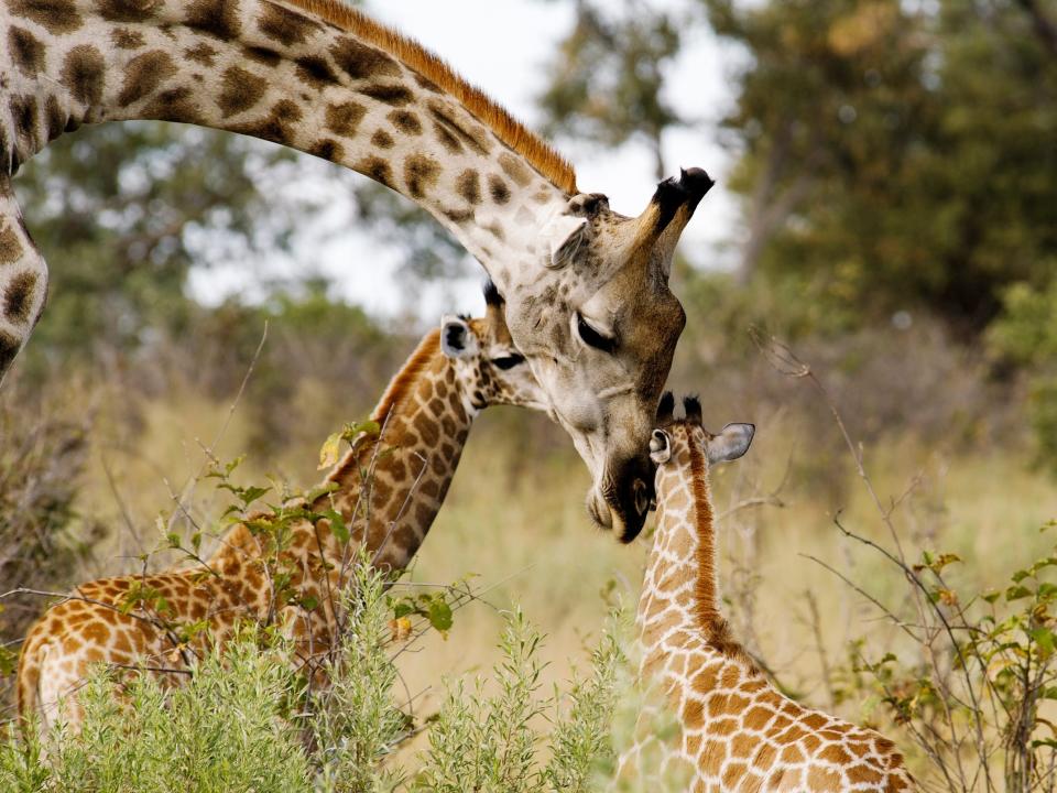 giraffe and calves
