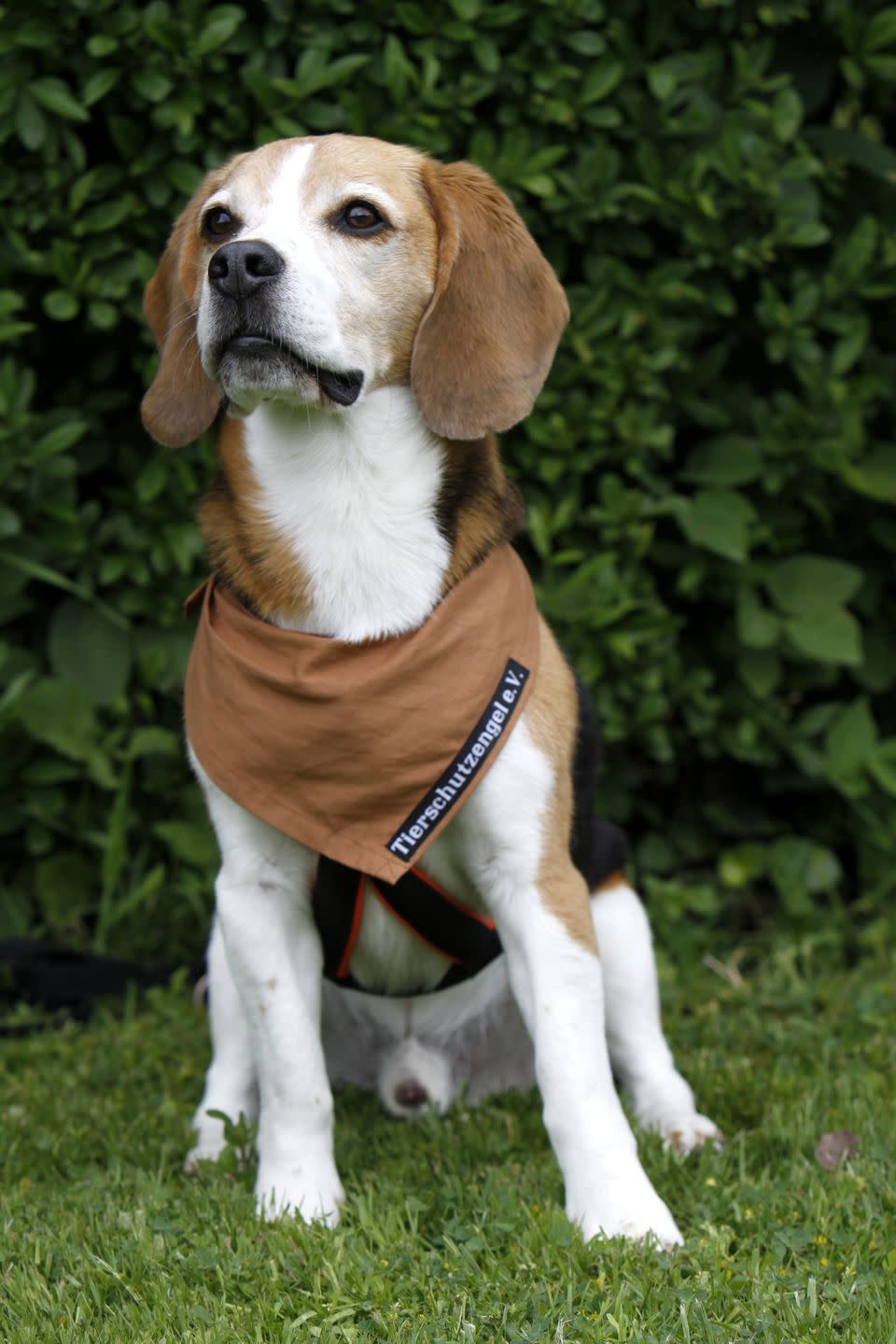 <p>This guy might <em>look</em> like a Beagle, but American Foxhounds are <a rel="nofollow noopener" href="https://www.goodhousekeeping.com/life/pets/g20687419/famous-dogs-from-movies/" target="_blank" data-ylk="slk:much less common;elm:context_link;itc:0;sec:content-canvas" class="link ">much less common</a>. They can be pretty difficult to handle (if they don't get enough exercise, they'll destroy the house) so only experienced dog owners should adopt them. </p>