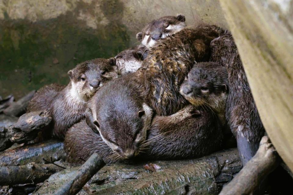 春天是許多動物育幼的時節，小爪水獺寶寶們玩累了正與媽媽在春日里補眠。   圖：取自台北市政府官網