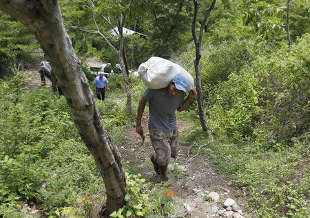 A farmer carries a bag of provision, donated by the United Nations World Food Programme (WFP) food reserves, during a distributing of food aid to families affected by the drought in the village of Orocuina, August 28, 2014. REUTERS/Jorge Cabrera