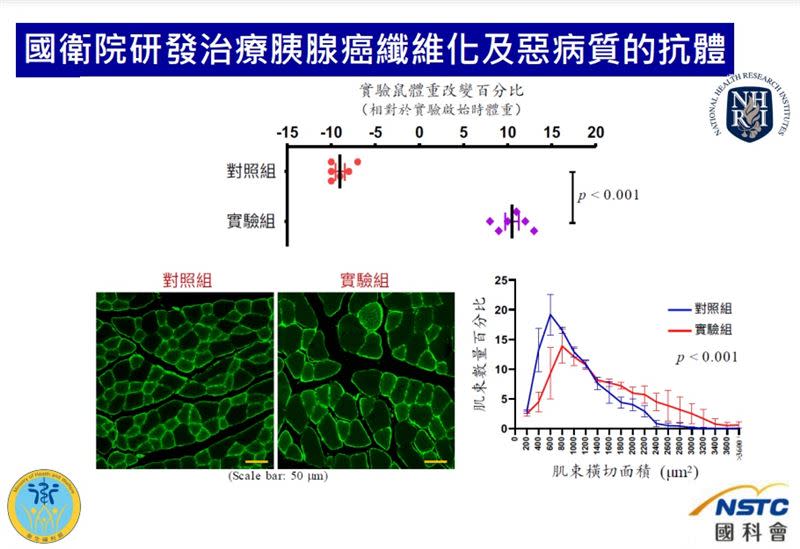 研究發現，如有搭配單株抗體治療，即使有胰臟癌，小鼠也能明顯擺脫惡體質（圖／國衛院提供）