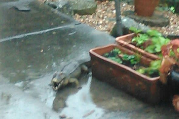 Crocodile on the loose in Plymouth