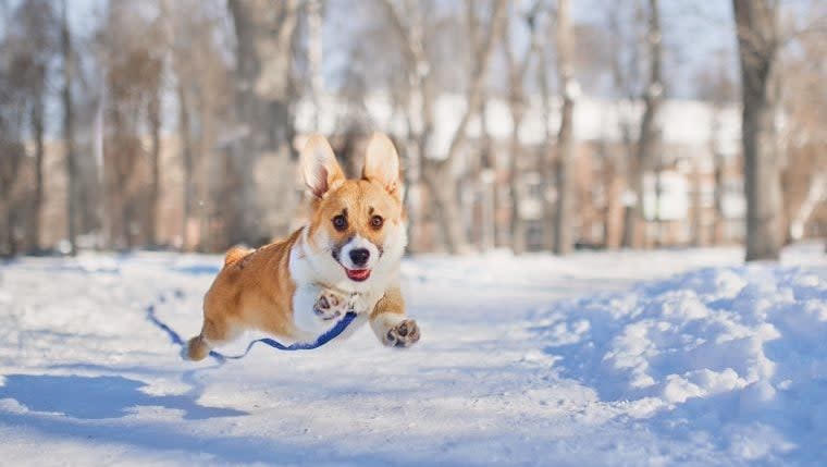 Video of Dog Hilariously Pulling Parent Through Snow Goes Viral