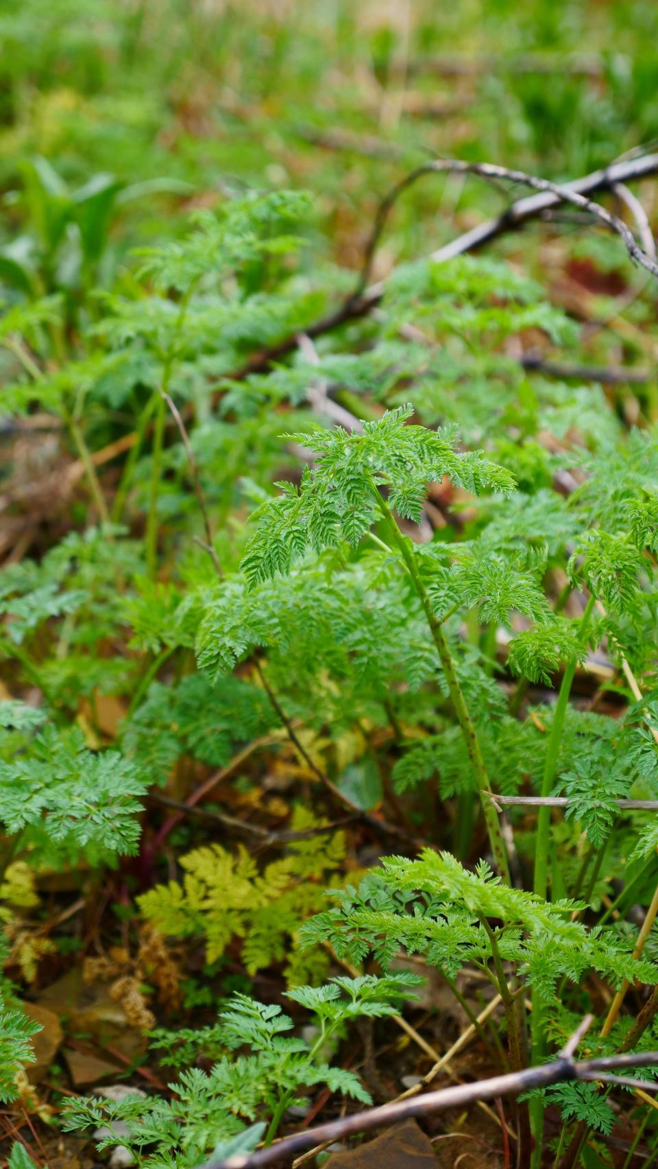 A young, tender poison hemlock plant in Granville.