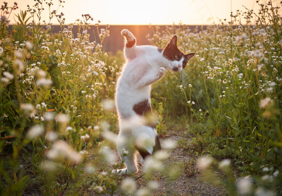 Mortal tomcats! Photographer snaps flying felines in kung fu poses