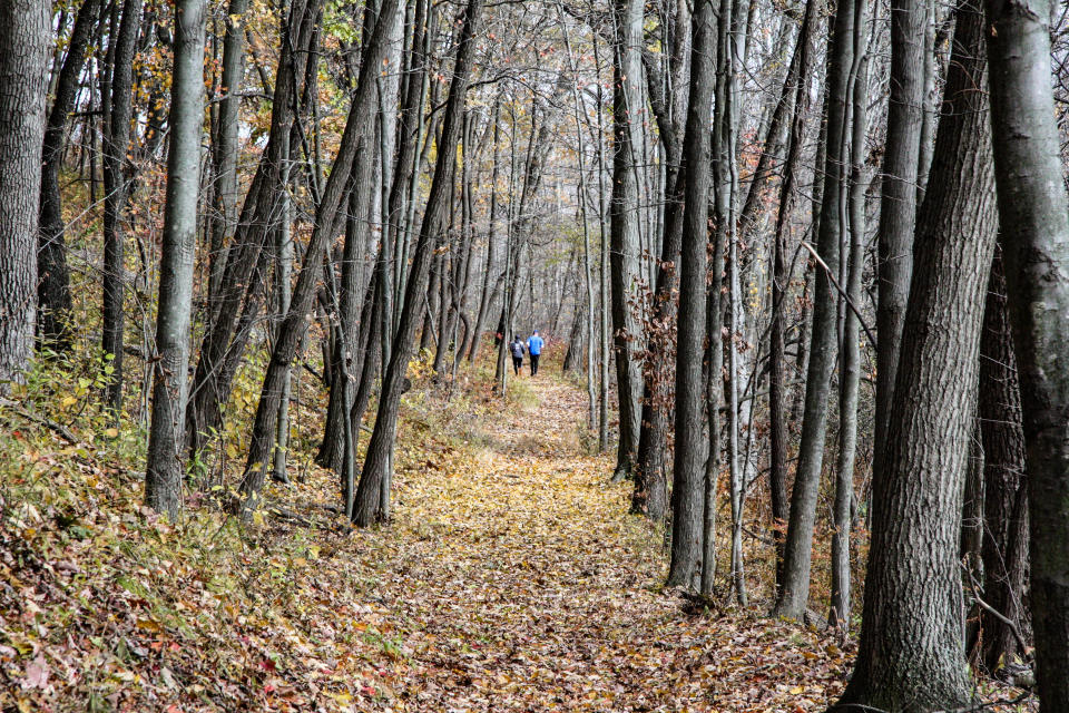 Leaves blanket the ground along Cowles Bog Trail at Indiana Dunes National Park.