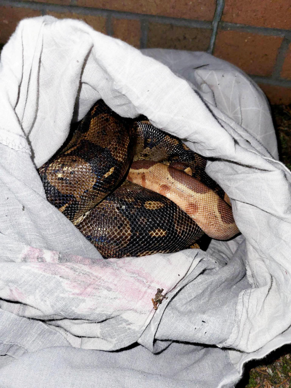Maria Clutterbuck thought the sacks may have contained puppies or kittens but they turned out to be snakes. (SWNS)