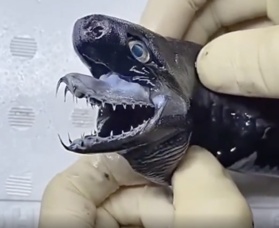 Close-up of a small deep sea fish with sharp, needle-like teeth held for display in gloved hands