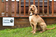 <p>Dougie the Cocker Spaniel sits beside a sign reading ‘Pawing Station’ outside a polling station on June 8, 2017 in Stalybridge, Greater Manchester, United Kingdom. (Photo: Anthony Devlin/Getty Images) </p>