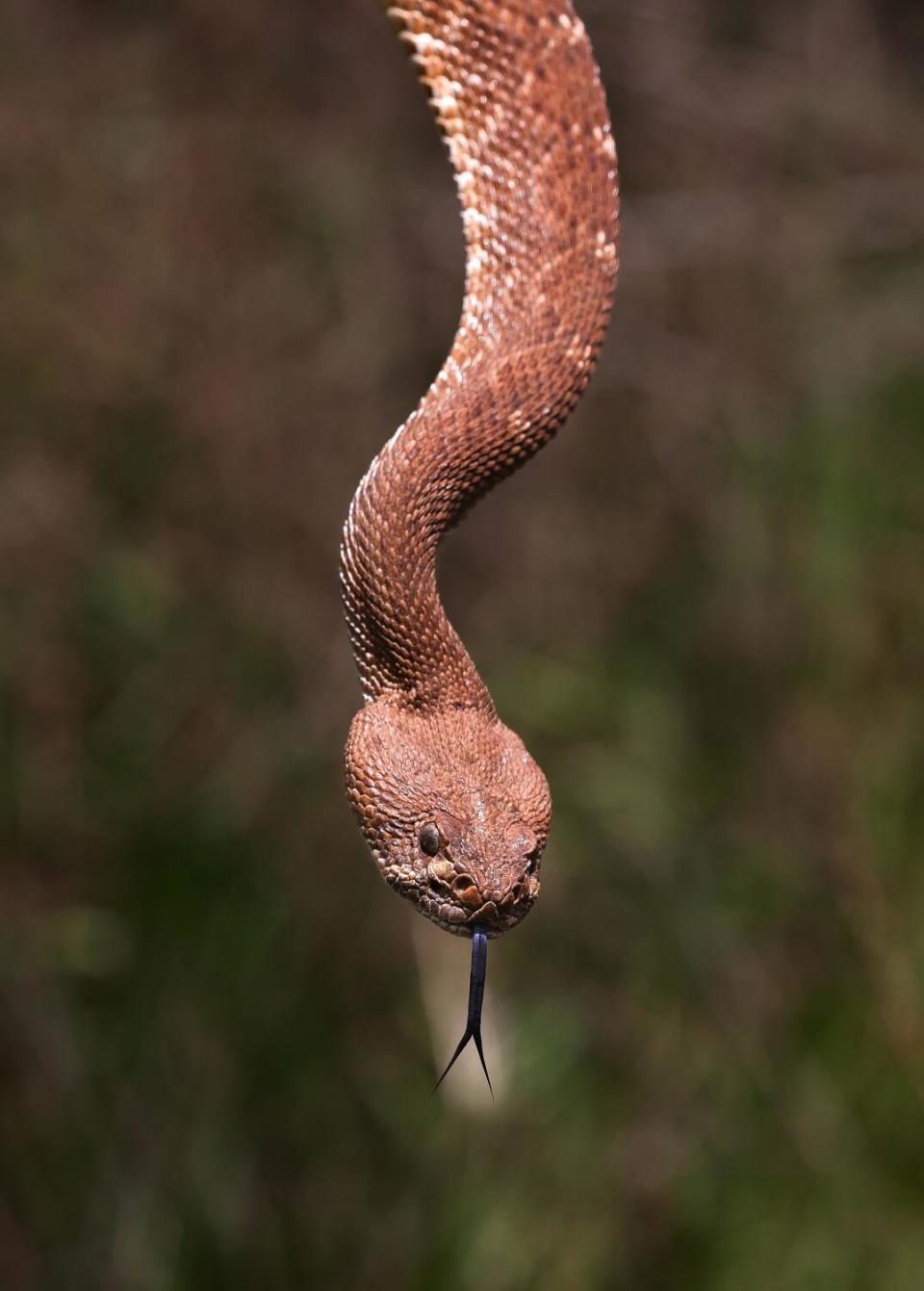 An adult male red diamond rattlesnake.